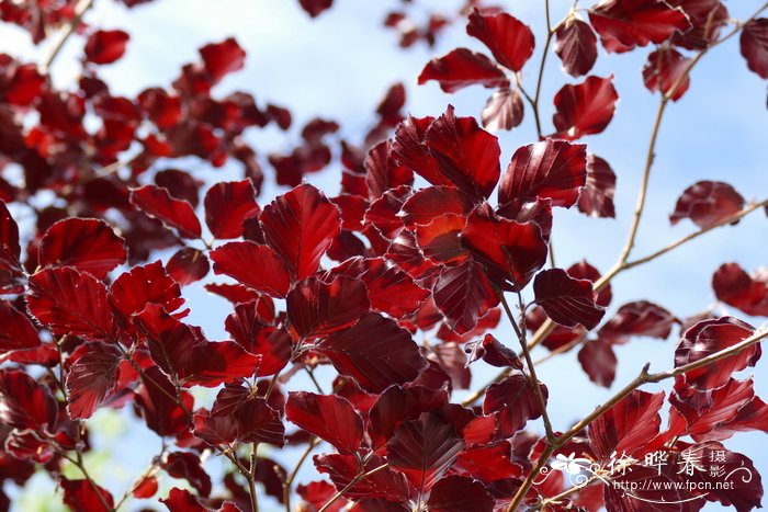 '紫叶'欧洲水青冈Fagus sylvatica 'Purpurea'