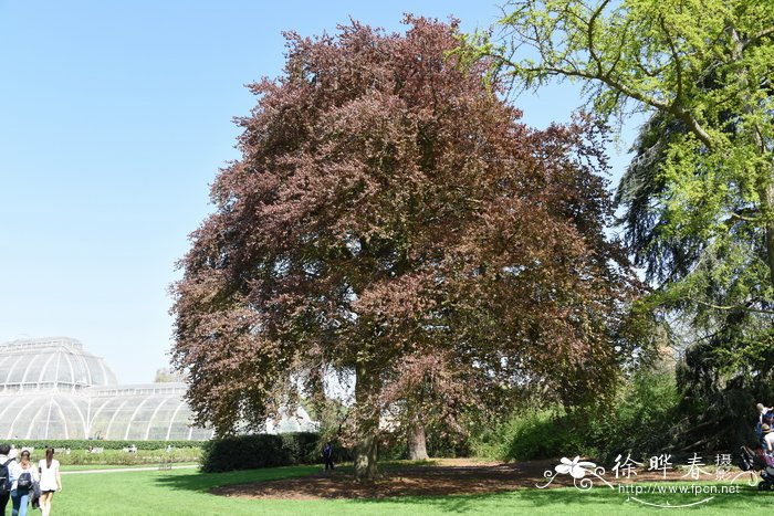 '紫叶'欧洲水青冈Fagus sylvatica 'Purpurea'