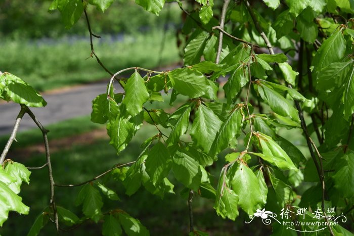  '勒米伊'欧洲水青冈，'勒米伊'欧洲山毛榉Fagus sylvatica 'Remi