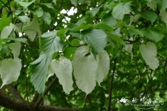 光叶珙桐Davidia involucrata var. vilmoriniana