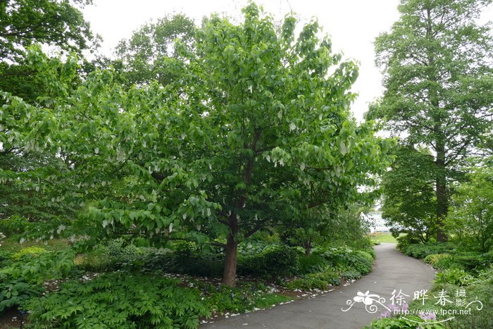 光叶珙桐Davidia involucrata var. vilmoriniana