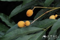 割舌树Walsura robusta