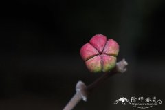 楝叶吴茱萸Tetradium glabrifolium