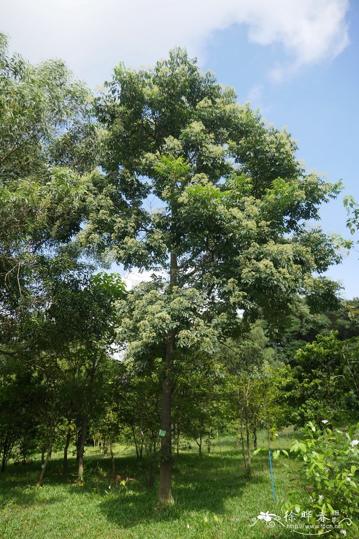 楝叶吴茱萸Tetradium glabrifolium