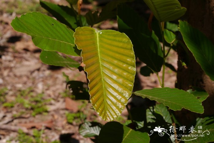 钝叶龙脑香Dipterocarpus obtusifolius