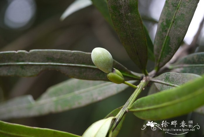 百日青Podocarpus neriifolius