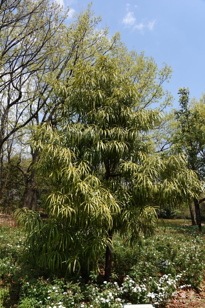 百日青Podocarpus neriifolius