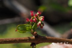 马桑Coriaria nepalensis