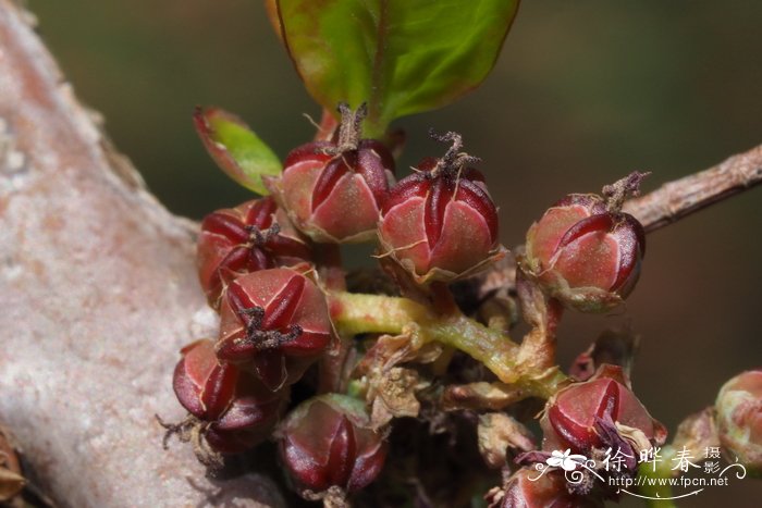 马桑Coriaria nepalensis