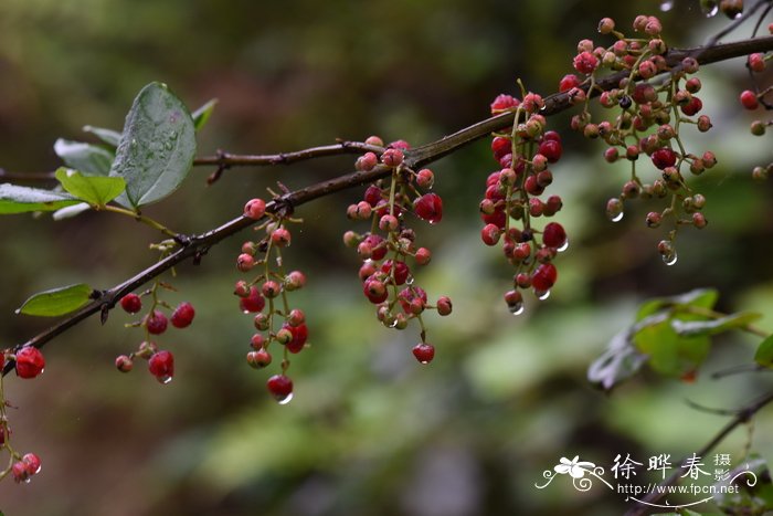 马桑Coriaria nepalensis