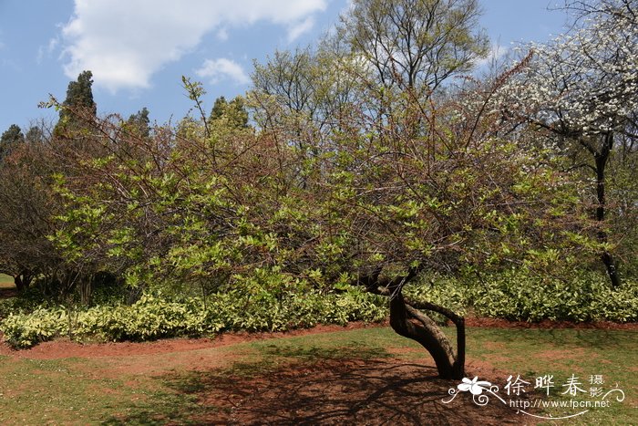 马桑Coriaria nepalensis