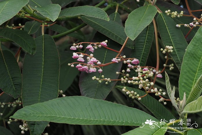 多脉水东哥Saurauia polyneura