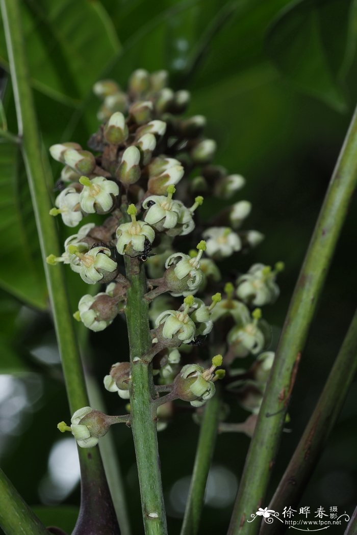 娑羽树 ，灯芯绒树Bersama abyssinica