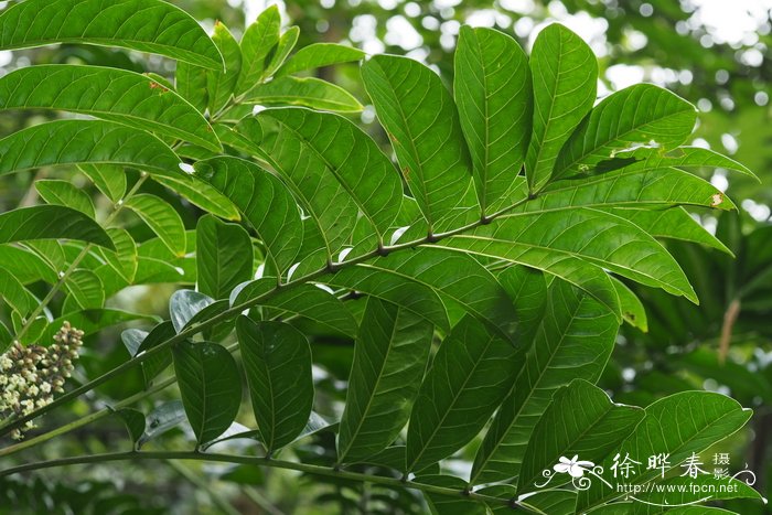 娑羽树 ，灯芯绒树Bersama abyssinica