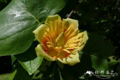 北美鹅掌楸 Liriodendron tulipifera