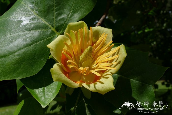 北美鹅掌楸 Liriodendron tulipifera