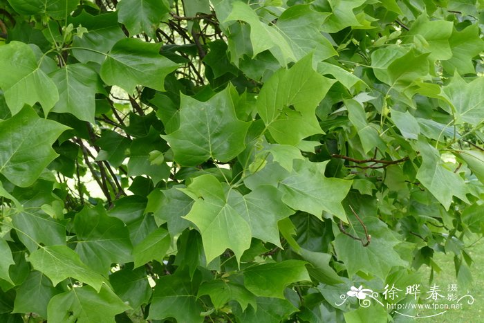 北美鹅掌楸 Liriodendron tulipifera