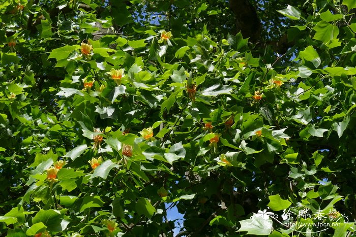 北美鹅掌楸 Liriodendron tulipifera