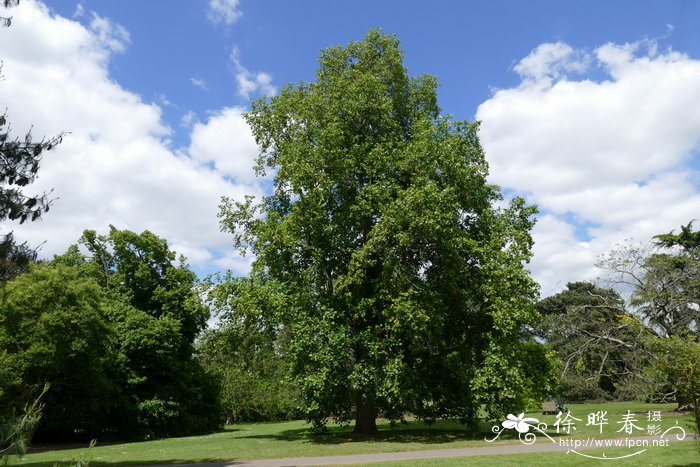 北美鹅掌楸 Liriodendron tulipifera