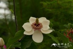 威斯纳木兰Magnolia × wieseneri