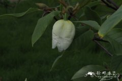 圆叶天女花Magnolia sinensis