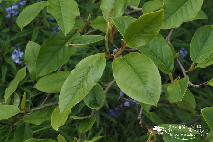 圆叶天女花Magnolia sinensis