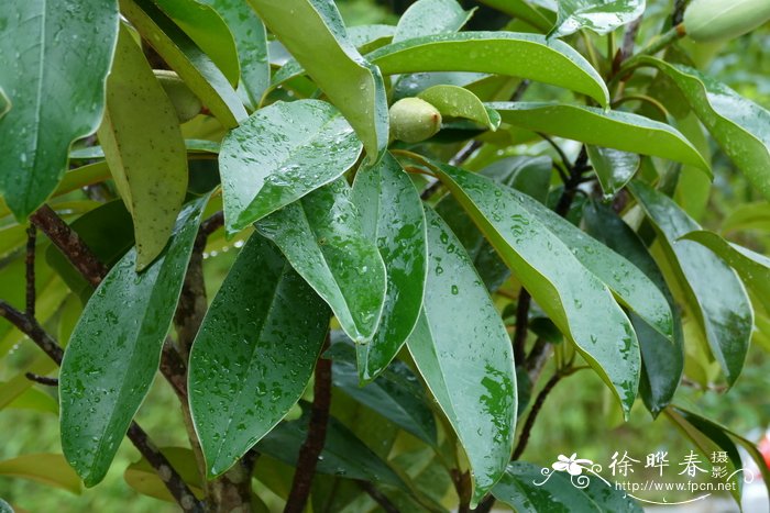 长梗木莲Manglietia longipedunculata
