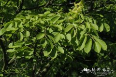 奇里乞亚梣Fraxinus ornus subsp. cilicica