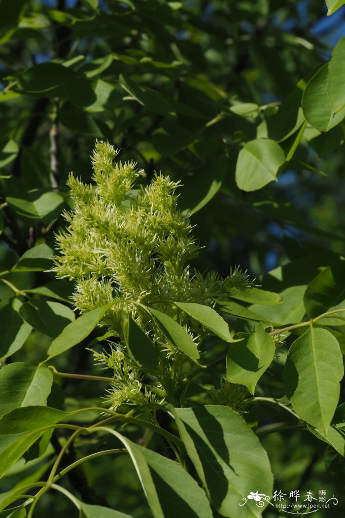 奇里乞亚梣Fraxinus ornus subsp. cilicica