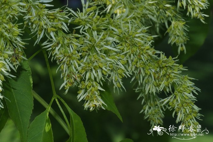 奇里乞亚梣Fraxinus ornus subsp. cilicica