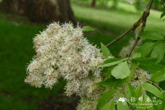 胡桃叶梣Fraxinus ornus var. juglandifolia