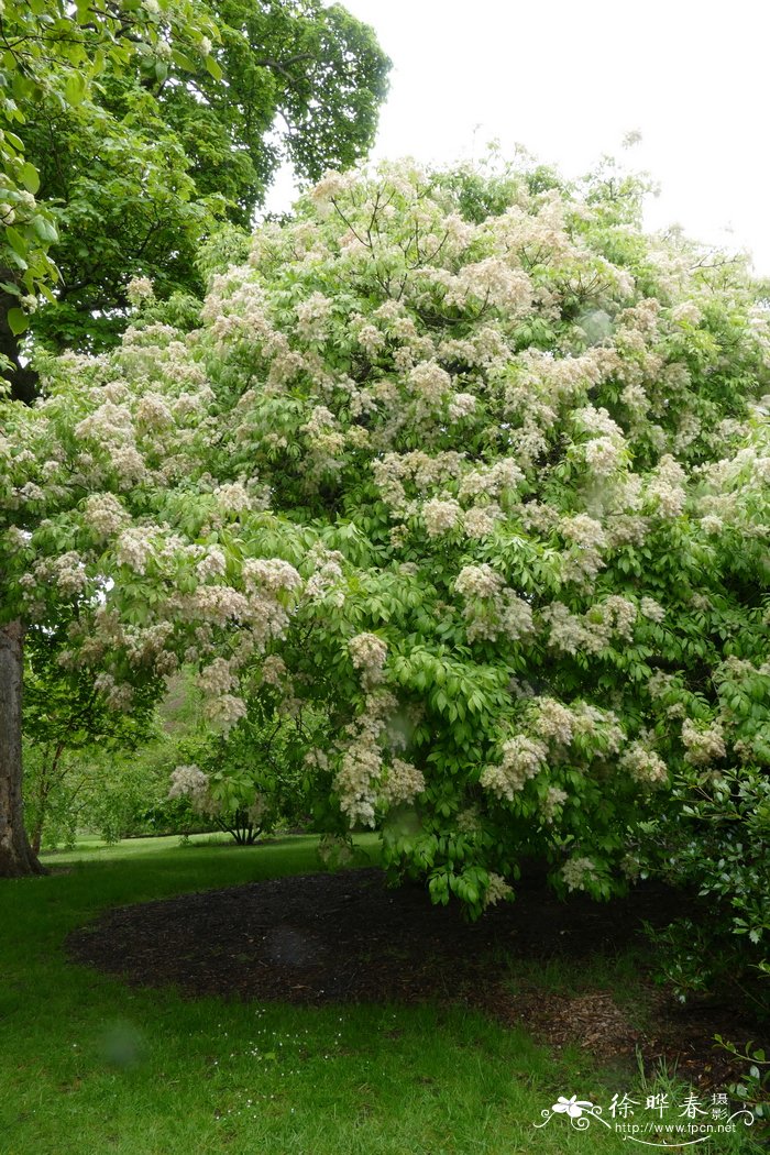 胡桃叶梣Fraxinus ornus var. juglandifolia