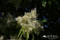 花梣Fraxinus ornus