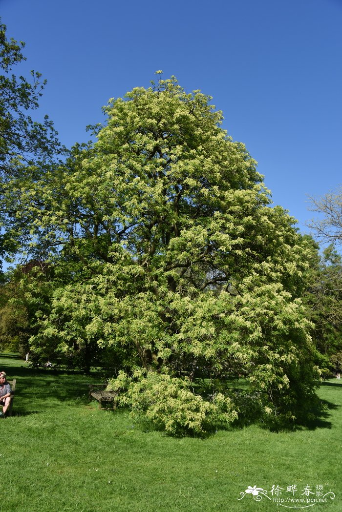 花梣Fraxinus ornus