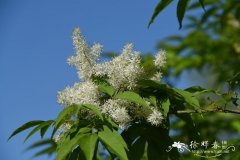 庐山梣Fraxinus sieboldiana