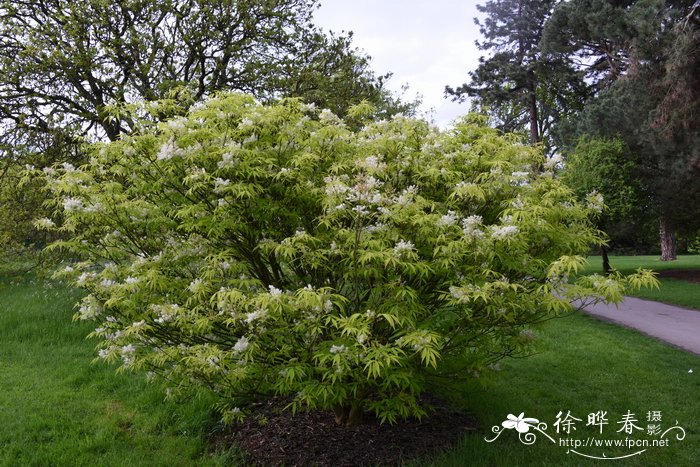 庐山梣Fraxinus sieboldiana