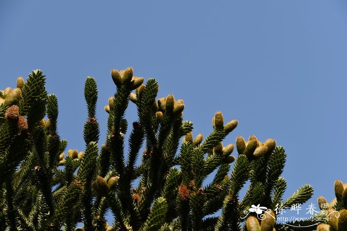 智利南洋杉Araucaria araucana