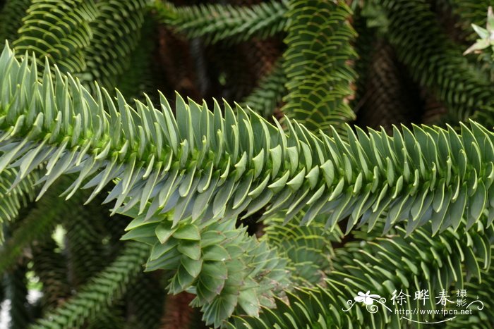 智利南洋杉Araucaria araucana