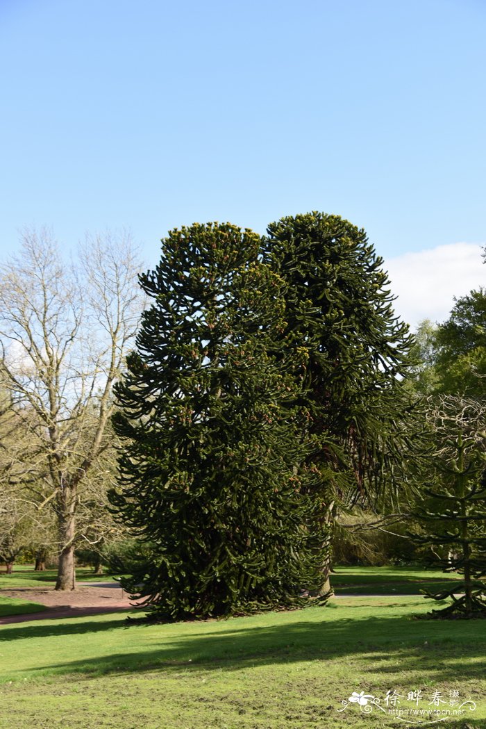 智利南洋杉Araucaria araucana