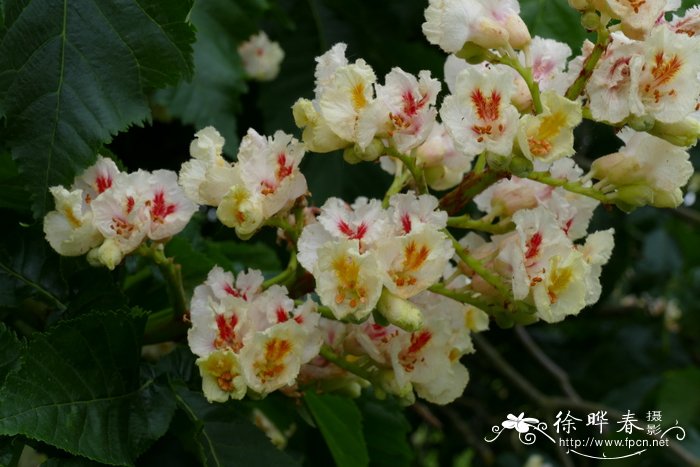 达里莫七叶树 Aesculus dallimorei