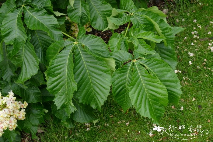 达里莫七叶树 Aesculus dallimorei