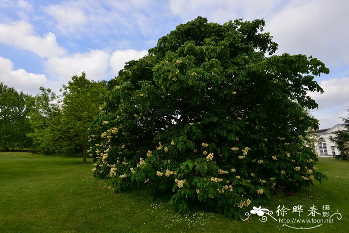 达里莫七叶树 Aesculus dallimorei