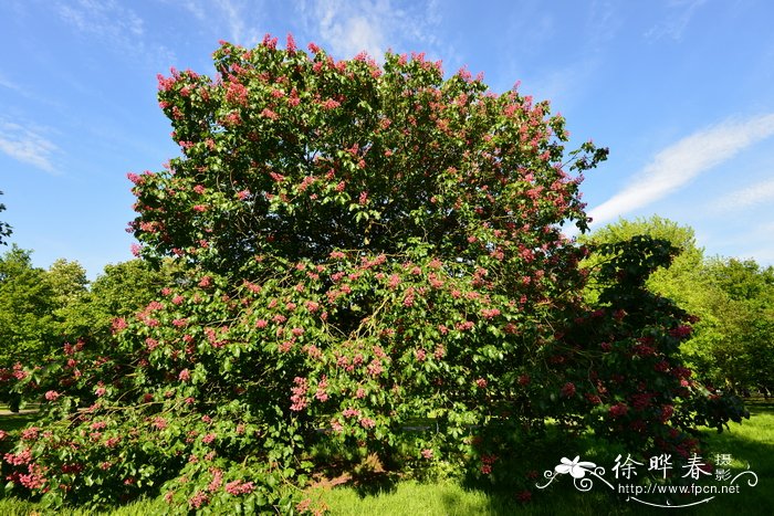 ‘普罗提’红花七叶树Aesculus × carnea ‘Briotii’