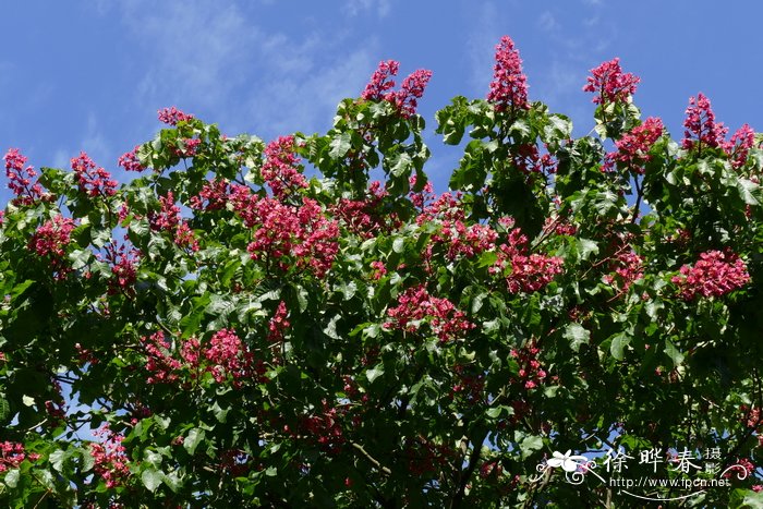 ‘普罗提’红花七叶树Aesculus × carnea ‘Briotii’