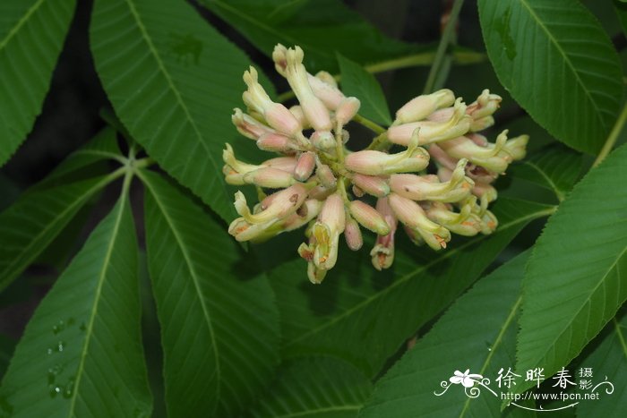 杂交七叶树Aesculus × hybrida