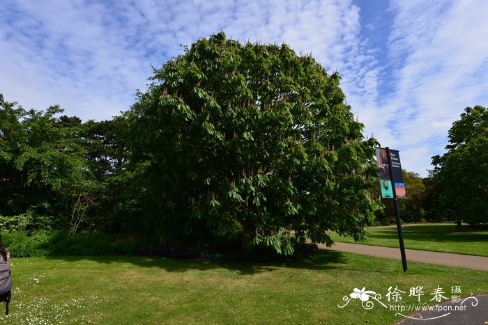 长柄七叶树Aesculus assamica