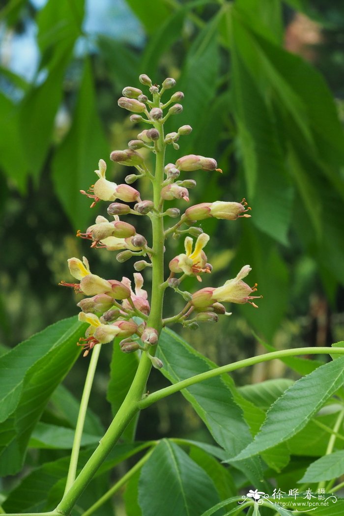 布什七叶树Aesculus bushii