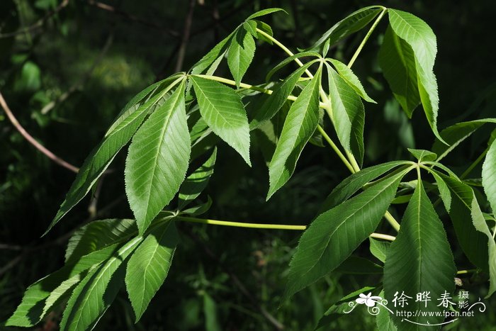 布什七叶树Aesculus bushii