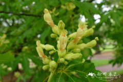 黄花七叶树Aesculus flava