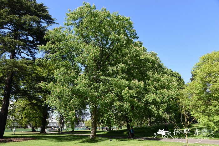 黄花七叶树Aesculus flava